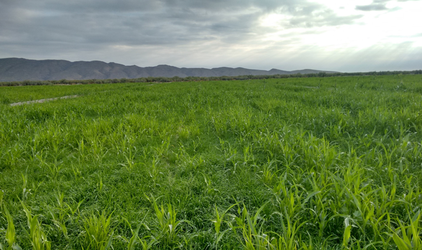 EL AGUA ADECUADA: CLAVE PARA LA RENTABILIDAD DEL CAMPO CON TRANQUILIDAD
