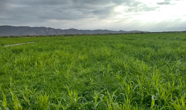 EL AGUA ADECUADA: CLAVE PARA LA RENTABILIDAD DEL CAMPO CON TRANQUILIDAD
