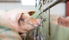 RENTABILIDAD EN LA ENGORDA DE ANIMALES CON AGUA Y ACONDICIONADORES MAGNÉTICOS
