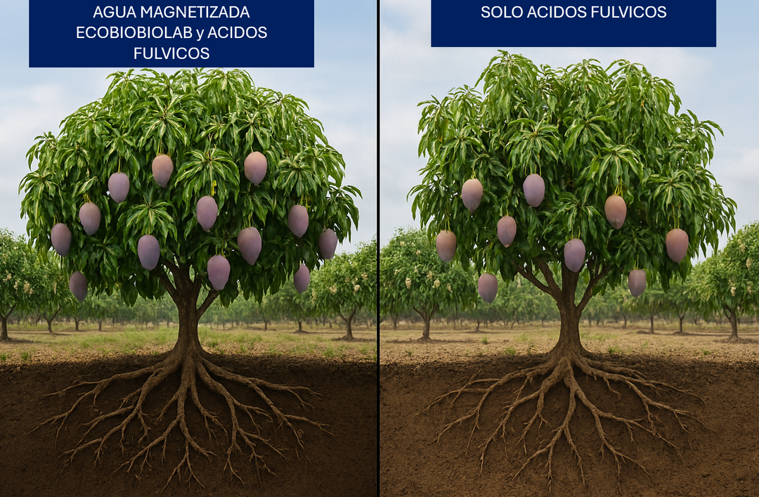 RELACION DEL AGUA DE RIEGO, ACIDOS HUMICOS Y FULVICOS EN CULTIVOS (1a Parte)
