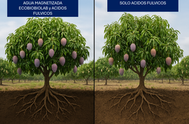 RELACION DEL AGUA DE RIEGO, ACIDOS HUMICOS Y FULVICOS EN CULTIVOS (1a Parte)