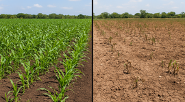 EL FUTURO DEL AGUA YA EMPEZÓ: AGRICULTURA EN LA PENINSULA DE YUCATAN