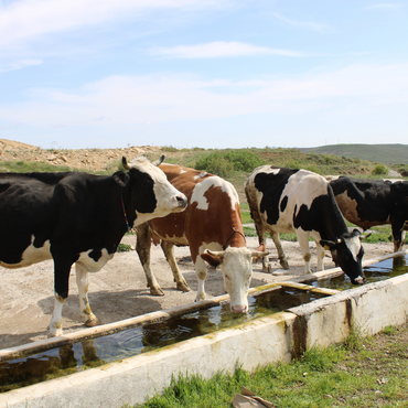 EL GANADO Y EL AGUA TRATADA MAGNÉTICAMENTE: SOLUBILIZA NUTRIENTES