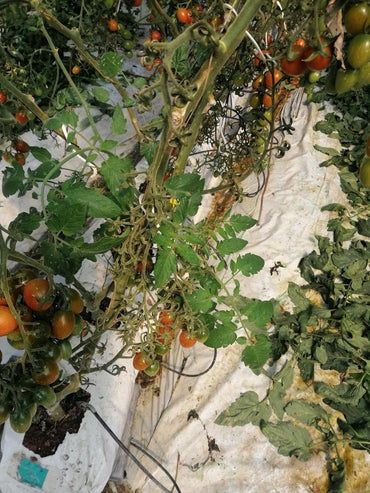 SOSTENIBILIDAD DE LA AGRICULTURA FRENTE A LAS SEQUIAS