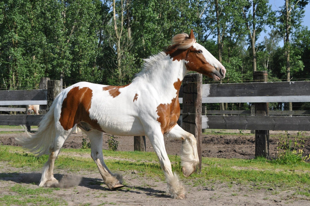 ¿POR QUE DIAGNOSTICAR A LOS CABALLOS PROFESIONALMENTE?