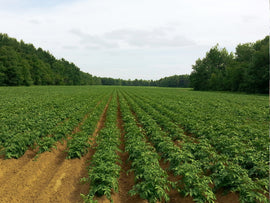 AGUA CON TRATAMIENTO MAGNÉTICO:  TESORO LIQUIDO DE OPORTUNIDADES EN EL CAMPO