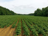 TESORO LIQUIDO DE OPORTUNIDADES EN EL CAMPO:  AGUA CON TRATAMIENTO MAGNETICO