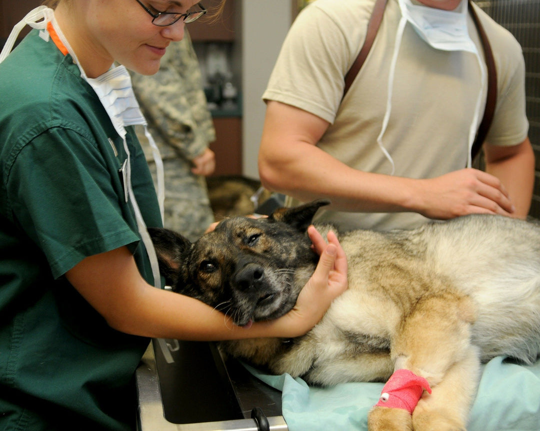 NEGOCIOS DE SALUD ANIMAL QUE DESPEGAN
