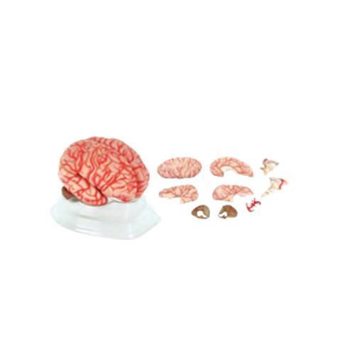 Modelo Cerebro Rosa con Arterias