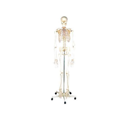 Modelo Esqueleto Clasico