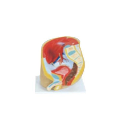 Modelo Pelvis Masculina Seccionada