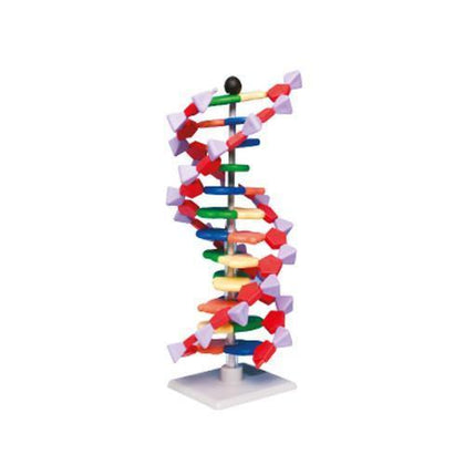 Modelo Mini ADN