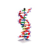 Modelo Mini ADN