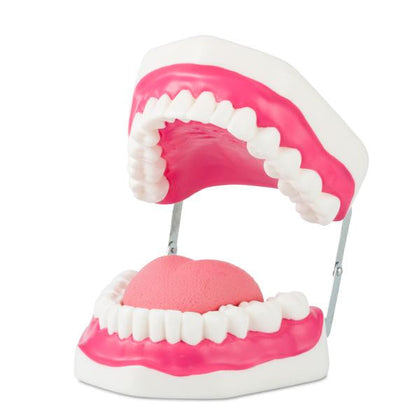Modelo de la Dentadura